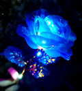 Blue LED rose flower on a dark background